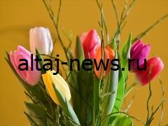 К Международному женскому дню в Алтайский край доставили 79 тонн тюльпанов.