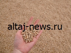 В 2025 году в Алтайском крае было собрано близко 600 тысяч тонн зернобобовых культур.