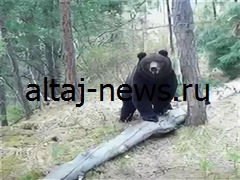 Медведи в Горном Алтае активизировались: жители предупреждены об опасности встреч с хищниками